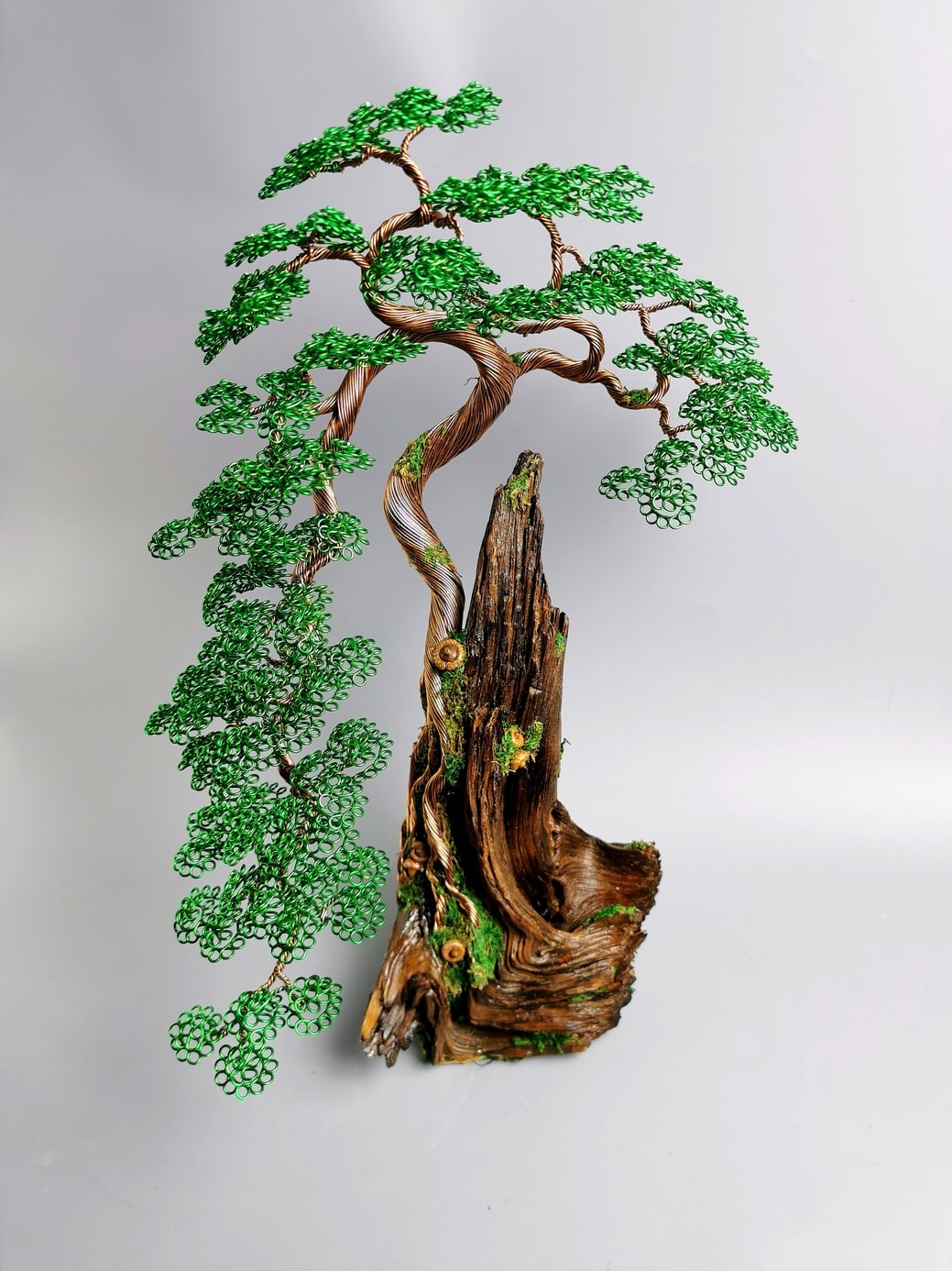 Drzewo Bonsai na Drewnie